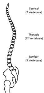 The three sections of a spine: Cervical, Thoracic, Lumbar